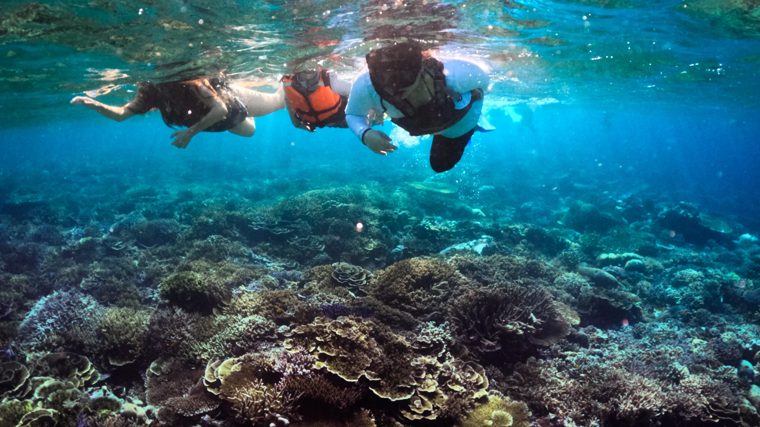 Guests snorkeling in clear water with colorful coral.